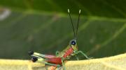 Hallan en Ecuador una especie de colorido saltamontes antes solo visto en Bolivia