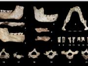 Descubren restos humanos de 773.000 años: por qué tres mandíbulas pueden ser clave para el origen del Homo sapiens