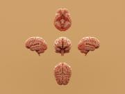 ¿Nueva herramienta para ensayar fármacos dirigidos al cerebro?