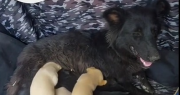 Rescataron 8 perritos atrapados en una alcantarilla sanjuanina y la reacción de su madre causó emoción