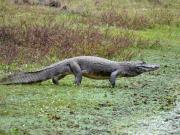 Detectaron yacarés en un río cercano a viviendas y crece la preocupación