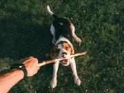 ¿Pueden los perros volverse adictos a sus juguetes? El sorprendente dato que revela un estudio científico