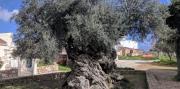 El olivo que tiene 4.000 años de vida y sigue dando aceitunas