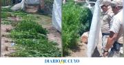 Investigaban aves autóctonas y encontraron un cultivo de cannabis en Los Berros