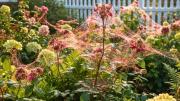 Qué significa que en las plantas de tu jardín haya telarañas rojas y por qué debes preocuparte