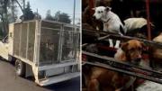 México: Decomisan más de 900 animales de un refugio por maltrato