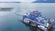 Salmones Blumar busca aumentar a 19 mil toneladas su producción en Magallanes con la optimización de sus centros en Isla Riesco