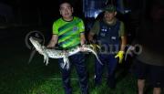 Encontraron un yacaré en Tres Palmeras tras un video viral que alertó a los vecinos