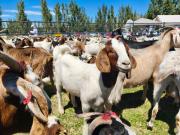 Producción de chorizos de cabrito resalta innovación y asociatividad en el Festival del Chivo