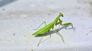 Si ves una mantis religiosa rondando tu casa te contamos qué significa y por qué es bueno