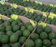 Uruguay autoriza el ingreso de aguacate Hass colombiano tras evaluación fitosanitaria