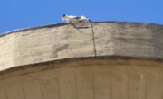 Video viral: el gatito cordobés que fue rescatado por bomberos a 50 metros de altura
