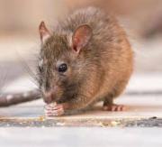 Hantavirus: ya son dos las muertes en la Provincia en lo que va de 2026