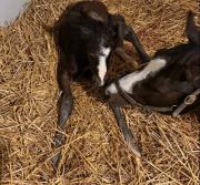 El primer hijo de Dornoch ya está aquí: Potro castaño con genética estelar nace en Taylor Made Farm