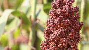Sorgo: las exportaciones crecen de la mano del gigante asíatico