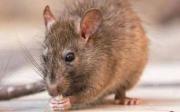 Hantavirus, alerta máxima en la Provincia: confirman un muerto en Chacabuco y ya suman tres