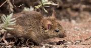 Hubo otra muerte por hantavirus en la provincia de Buenos Aires y crece la preocupación
