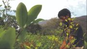 Zar antidrogas denuncia que hectáreas de coca podrían llegar a las 40.000