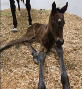 Nace primer hijo de Mr. Fisk ganador de Graded Stakes una potranca nieta de Arrogate