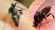Alerta en Argentina por invasión de la mosca negra: Se llama barigüí, muerde y se alimenta de sangre