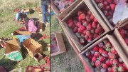 Productores de frutilla de Cochabamba reportan que el producto se pudre en la ruta que une al departamento con el occidente