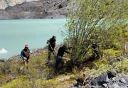 El avance de una especie invasora: extraen sauces para proteger la cuenca del río Manso y cuidar el bosque nativo en Bariloche