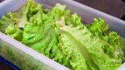 Remojar la lechuga en vinagre antes de guardarla en la heladera: ¿qué significa?