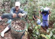 ESPECIAL: Factores como precios bajos, tierra y exportación motivan conflicto por la castaña en Pando