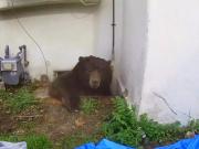Un oso de 225 kilos vivió debajo de su casa 37 días: el calvario del dueño que intentó todo y cómo lograron que se fuera