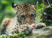 Senda Verde denuncia que bloqueo en La Cumbre impide la llegada de alimentos para más de mil animales silvestres