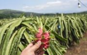 La pitahaya entra al top 10 de las exportaciones de Ecuador