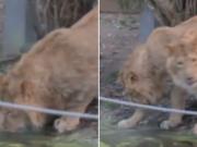 El asombro de dos leones al conocer el hielo por primera vez