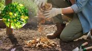 Árbol limonero: por qué recomiendan espolvorear tabaco en su tierra y para qué sirve hacerlo