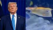 EN VIDEO: El curioso pez que causa furor en redes por su gran parecido con Donald Trump