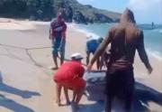 Mantarraya de gran tamaño varó en playa Manzanillo de Margarita