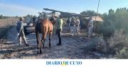 Desbarataron carreras ilegales de caballos en Cochagual: seis personas quedaron detenidas