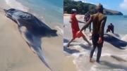 VIRAL: Salvan a una mantarraya gigante que quedó varada en la orilla de una playa en Margarita