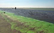Advierten en la zona por cianobacterias en los espejos de agua