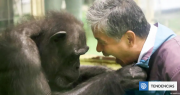 Murió Ai, la chimpancé genio que reconocía más de 100 caracteres chinos y el alfabeto inglés