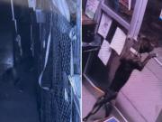Una cámara de seguridad filmó la increíble fuga de un perro de un refugio de animales