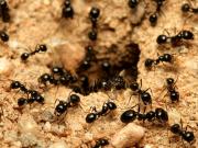 Las grandes colonias de hormigas prefieren muchas obreras malas que pocas y buenas