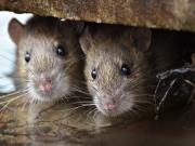 Una nena de 10 años murió por hantavirus en la Provincia de Buenos Aires