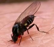 No es mosquito: la mosca que muerde y se vuelve plaga en verano