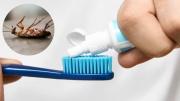 Cómo eliminar a las cucarachas de casa usando pasta de dientes: repelente casero efectivo