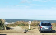 Elefante marino /Fue encontrado tomando sol en estacionamiento de playa La Aguada