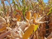 A contramano: se derrumbaron los precios de los granos tras un sorpresivo informe de un organismo de Estados Unidos