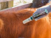 Los consejos del Gobierno para evitar la brucelosis