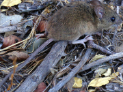 Hantavirus: alerta en Buenos Aires por la muerte de una nena