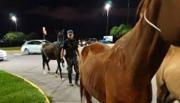 Incautaron 13 caballos sueltos en Salta y Metán