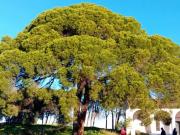 Talaron el pino bajo el cual está enterrado el burro de Platero y yo